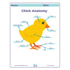 Educational chart of a chick labeled with its parts on a white background