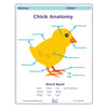 Educational chart showing chick anatomy with labeled parts and a word bank.