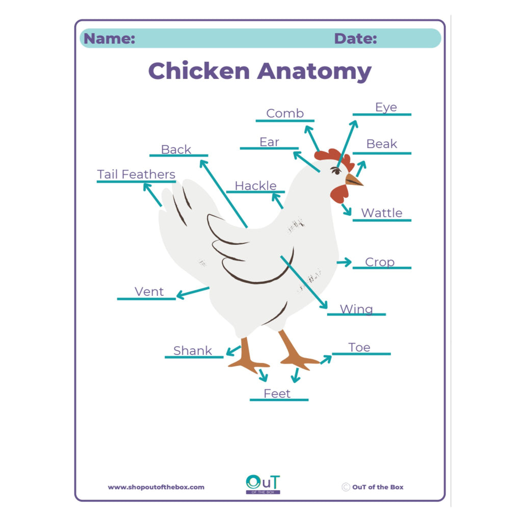Diagram of chicken anatomy with labeled parts on a white background